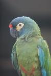 Blue-winged macaw *