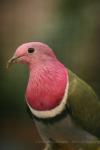 Pink-headed fruit-dove
