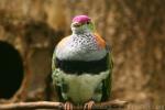 Superb fruit-dove
