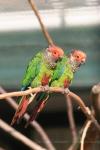 Pink-fronted conure