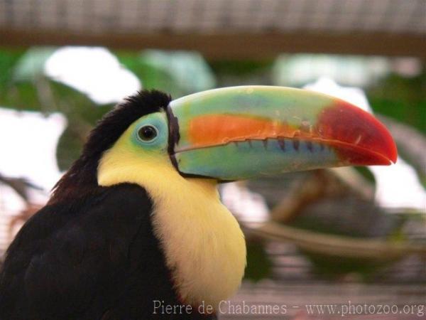 Keel-billed toucan *
