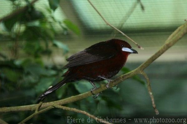 Silver-beaked tanager