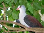 Great cuckoo-dove *