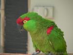 Thick-billed parrot *