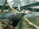 Spot-billed toucanet *