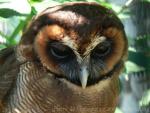 Javan brown wood-owl