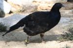 Eurasian black grouse