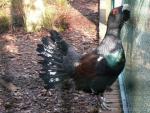 Western capercaillie *