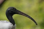 Madagascar sacred ibis