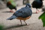 Thick-billed ground-pigeon