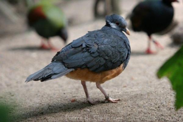 Thick-billed ground-pigeon