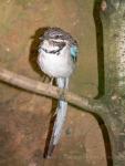 Long-tailed ground-roller