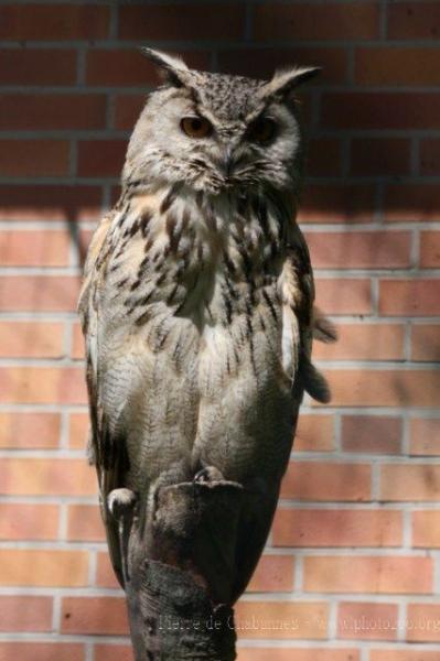 Russian eagle-owl
