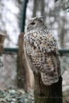 Siberian eagle-owl