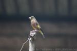Oriental greenfinch