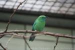Blue-winged leafbird *
