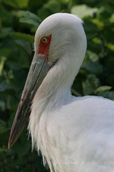 Maguari stork *