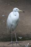 Great white egret *