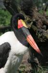Saddlebill stork