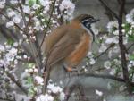 Lesser necklaced laughingthrush