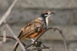 Greater necklaced laughingthrush