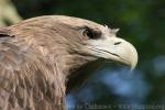 White-tailed sea-eagle