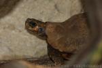 Eroded hingeback tortoise