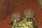 Softshell Tortoise