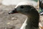 Orinoco goose
