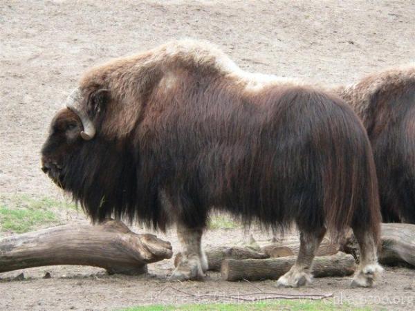 Alaskan musk-ox