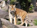 Mainland (Siberian) tiger