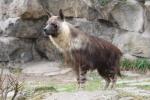 Brown hyena *