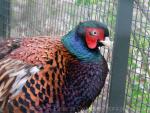 Bianchi's ring-necked pheasant *
