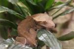 Crested gecko *