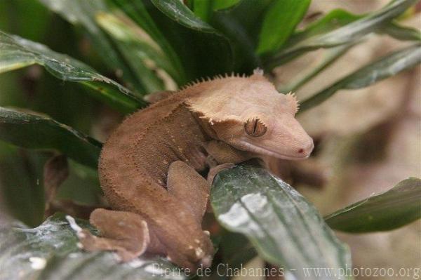 Crested gecko *