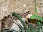 Western longnose snake *