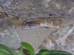 Common diadem snake