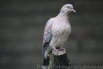 Oriental turtle-dove