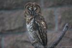 Rusty-barred owl