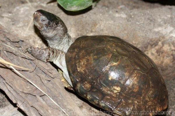 Coahuilan box turtle *