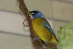 Blue-and-yellow tanager