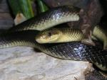 Aesculapean snake *