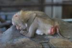 Assamese macaque *