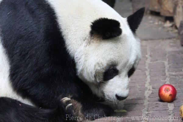 Giant panda *
