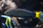 Spotted wrasse