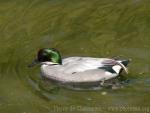 Falcated duck