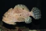 Indian frogfish *