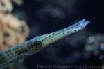 Spotted trumpetfish *