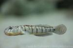 Striated freshwater goby