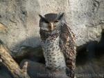 Spot-bellied eagle-owl